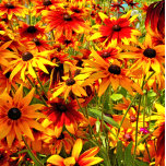 BOUCLE DE CEINTURE OVALE FLEURS RUDBECKIA<br><div class="desc">Un design photographique de jolies fleurs de Rudbeckia,  aussi connu sous le nom de Susan aux yeux noirs ou fleurs de cônes.</div>