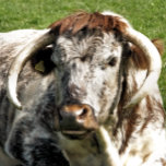BOUCLE DE CEINTURE OVALE VACHE<br><div class="desc">Un design photographique d'une vache longhorne anglaise une race brune et blanche de bovins de boucherie.</div>