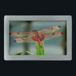 Boucle De Ceinture Rectangulaire Dragonfly rouge et noire tachetée<br><div class="desc">Dragon à libellules rouges et noirs,  mouches,  mouches,  libellules,  libellules,  libellules,  vol,  dragons,  insectes,  jardin,  nature,  croissance,  plantes,  libellules et mouches,  sérénité,  plaisir,  été,  joie,  vert orange violet</div>