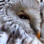 BOUCLE DE CEINTURE RECTANGULAIRE HIBOU<br><div class="desc">Une chouette magnifique qui regarde les choses. Angleterre Royaume-Uni.</div>