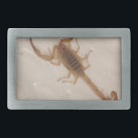 Boucle De Ceinture Rectangulaire Scorpion d'écorce de l'Arizona<br><div class="desc">Scorpion d'écorce de l'Arizona</div>