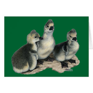 Boucles de Toulouse Tufted