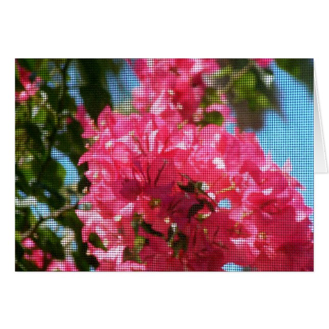 Bougainies Abounding (Voorkant Horizontaal)