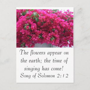 Bougainvilla - Schrift: Zong van Solomon 2:12 Briefkaart