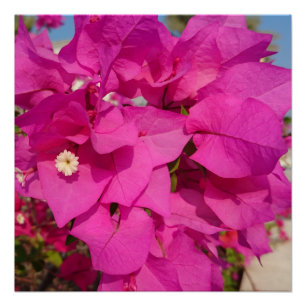 Bougainvillea 20 x 20 inch,Poster papier,halfglans Perfect Poster