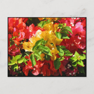 Bougainvillea Blossom Briefkaart