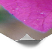 Bougainvillea Blossom Poster (Hoek)