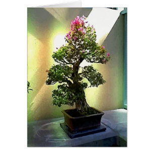 Bougainvillea Bonsai Tree