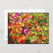 Bougainvillea Branches Briefkaart (Voorkant / Achterkant)