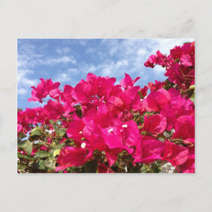 Bougainvillea en prachtige blauwe lucht briefkaart