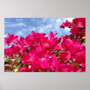 Bougainvillea en prachtige blauwe lucht poster