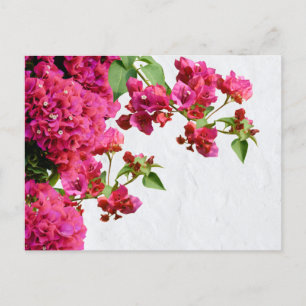 Bougainvillea Floral — Grieks eiland Feestdagenkaart