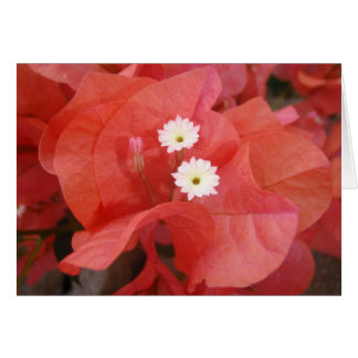 Bougainvillea Flowers