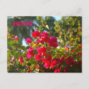 Bougainvillea in Bucerias Briefkaart