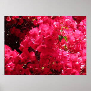 Bougainvillea Poster