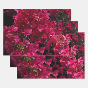 Bougainvillea Red Tropical Vining Shrub Foto Inpakpapier Vel