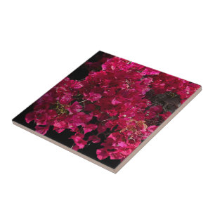 Bougainvillea Red Tropical Vining Shrub Foto Tegeltje