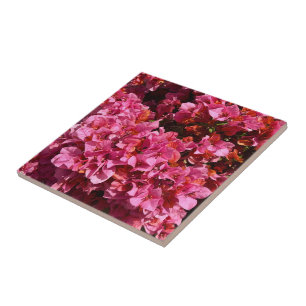 Bougainvillea Roze Tropische Klimmende Struik Foto Tegeltje