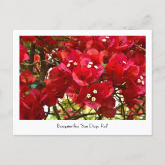 Bougainvillea "San Diego Red" collectief Briefkaar Briefkaart