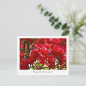 Bougainvillea "San Diego Red" collectief Briefkaar Briefkaart (Staand voorkant)