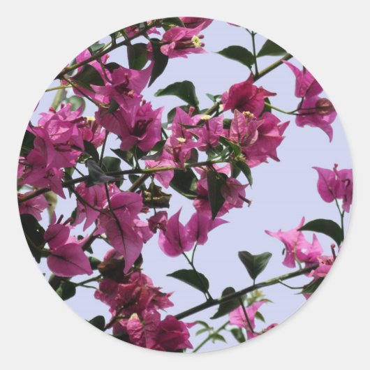 Bougainvillea Stickers (Voorkant)