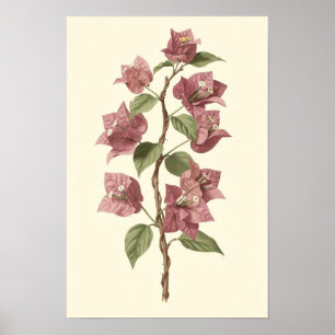 Bougainvillea Wingerd Botanische Poster