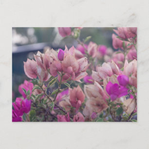Bougainvilleabloemen Feestdagenkaart