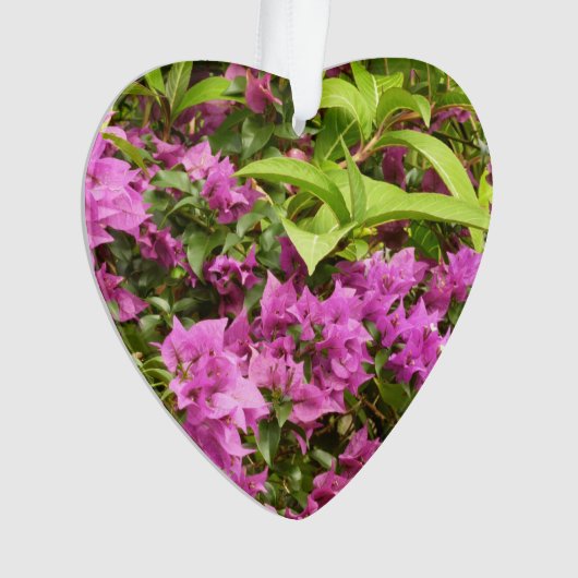 Bougainvillées tropicales violettes (devant)