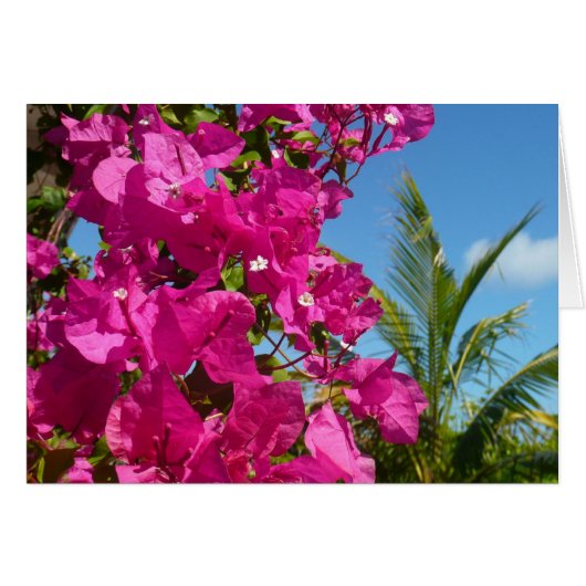 Bougainvilliers et palmiers paysage tropical (Devant horizontal)