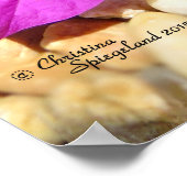 Bougainvilliers roses fleurs galets Poster (Coin)