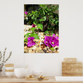 Bougainvilliers roses fleurs galets Poster (Cuisine)
