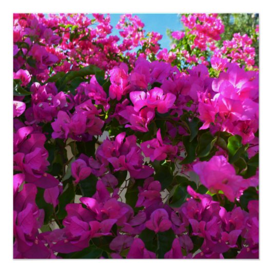 Bougainvilliers roses, Poster (Devant)