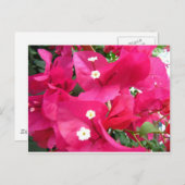 Bouganvilla Briefkaart (Voorkant / Achterkant)