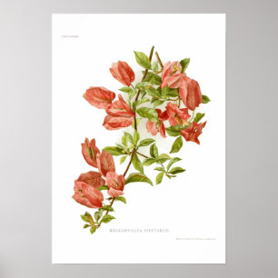 Bouganvillea spectablis poster