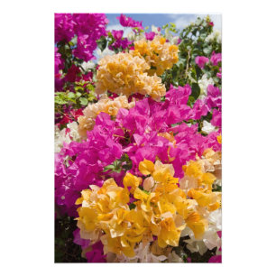 Bouganvilleau, Cayman Brac, Kaaimaneilanden, Foto Afdruk