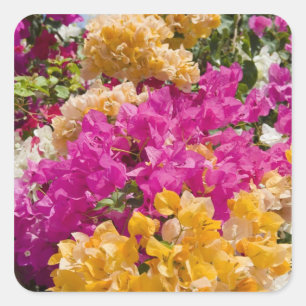 Bouganvilleau, Cayman Brac, Kaaimaneilanden, Vierkante Sticker