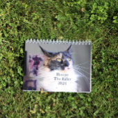 Bougie Verdunnen Calico Maine Coon Cat Kalender