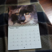 Bougie Verdunnen Calico Maine Coon Cat Kalender