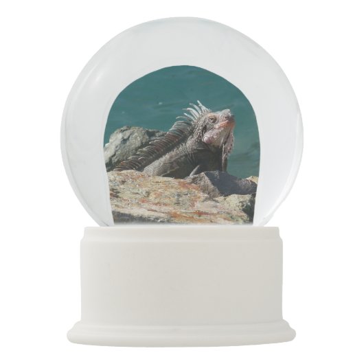 Boule À Neige Iguana à St Thomas (Dos)
