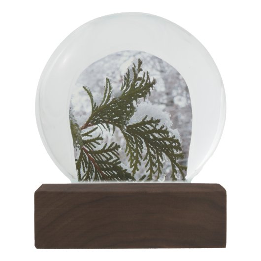 Boule À Neige Neige sur les branches À feuillage persistant (Dos)