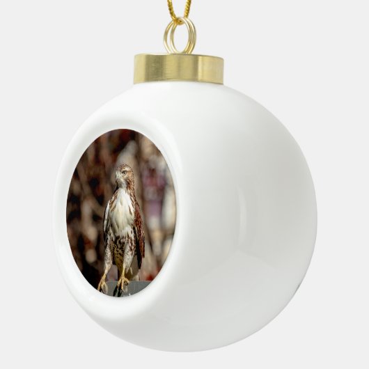 Boule En Céramique Buse à queue rouge immature (Droite)