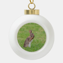 Lapin debout dans l'herbe et l'air timide