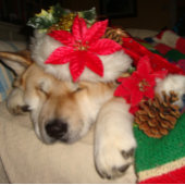 Boule En Céramique mignon chien akita dormir noël cônes casquettes