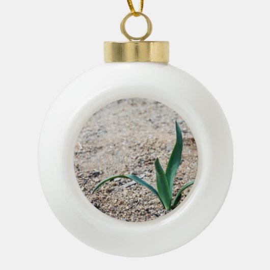 Boule En Céramique Peu de plante (Devant)