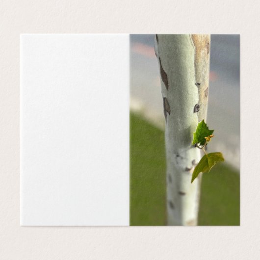 Bouleau au bord de la route (Outside Unfolded)