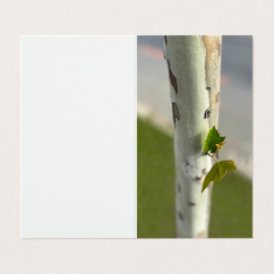 Bouleau au bord de la route