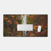 Bouleau d'automne dans la forêt de mossy (Clavier et souris)