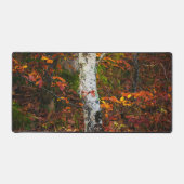 Bouleau d'automne dans la forêt de mossy (Recto)