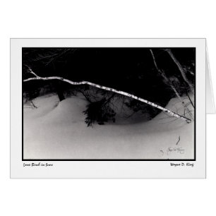 Bouleau solitaire dans la neige