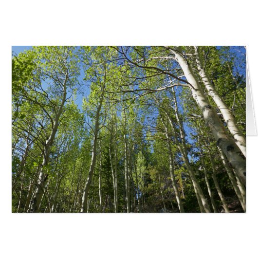 Bouleaux d'été aux Montagnes Rocheuses (Devant horizontal)